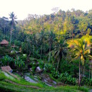 Terraced farms, Bali