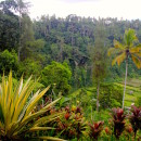 Lush green valleys, Bali